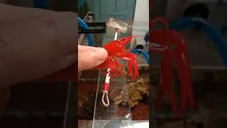 Lobster perlu ganti kulit untuk tumbuh moulting redlobster crayfish [upl. by Leslie]