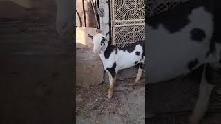 Goat  ablak rahimgoatfarm teddybakra teddibakryan 2024 babygoat top qulity [upl. by Ydniw]