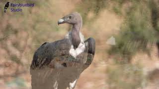 Birding in Pokhran Rajasthan the site for Indias first underground nuclear test [upl. by Gillan]