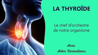 La Thyroïde  le chef dorchestre de notre organisme  ADNR Formations [upl. by Duj]