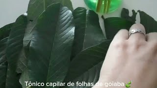 Tônico de Folhas de Goiabeira para Crescimento e Contra queda Capilar🍃 [upl. by Eiluj91]