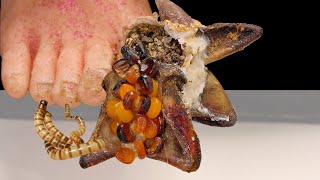 Im a Doctor and Im SHOCKED by These Fungal Toenail Treatments D111130 [upl. by Lattonia481]