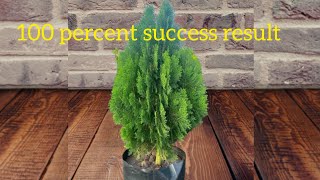 How to propagate Jhau  Thuja  Cypress from cutting [upl. by Kirbie]