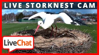 🔴247 LIVESTREAM 4  STORKNEST  CICONIA CICONIA  WEIßSTORCH  STORCHENNEST FREDENBECK  Germany [upl. by Pettit956]