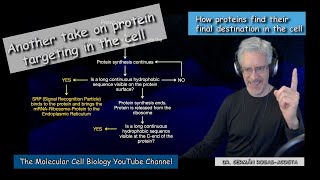 Another take on protein targeting [upl. by Hedley]