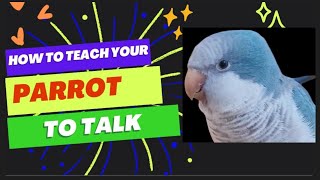 Teach Your Parrot to Talk  Parrot Teaching Video  Quaker Parrot Talking  talking parrot training [upl. by Ali]