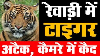 LATEST TIGER UPDATE REWARI रेवाड़ी में टाइगर अटैकREWARI TIGWER ATTACK कैमरे में कैद [upl. by Yenaj379]