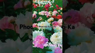 Phool Hai Gulab Ka Kaisa lag raha hai💋💋phoolgulabur [upl. by Nedry]