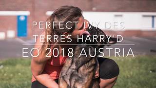 Ivy EUROPEAN OPEN Agility 2018 Austria [upl. by Eek138]