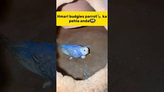 Hmari budgies parrot🦜 ka pehla anda🪺 petlover minivlog budgiesfam pigeon budgieslovers viral [upl. by Yenahc]