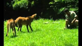 Aguará Guazú Peligro De Extinción  Zoo Bichos [upl. by Schnabel201]