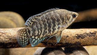 Microctenopoma fasciolatum Banded ctenopoma 4K [upl. by Lalaj]