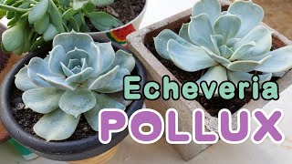 Echeveria POLLUX cuidados y diferencias con la lilacina echeverias pollux [upl. by Akiehsat]