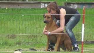 Coursing met Rhodesian Ridgebacks [upl. by Llenart63]