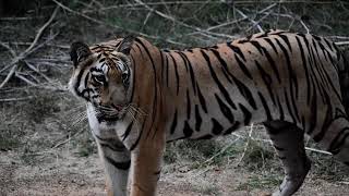 Tiger Kids Chota Matkasur Tadoba Andheri [upl. by Dreda]