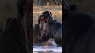 Hippo VS Hippo 🔥 [upl. by Hawkie]