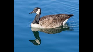 Birds of Thousand Trails Lake Wilderness [upl. by Ellesor]