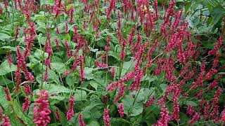 Persicaria amplexicaulis Red Bistort with bees a shade loving perennial loved by bees [upl. by Aube]