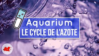 Le cycle de lazote dans laquarium [upl. by Odnumde163]