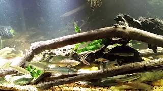 CAE Aggression Is They Cause Of Plecos Torn Fins [upl. by Ainitsirhc639]