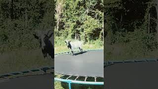 Billy goat playing on the trampoline [upl. by Olra]