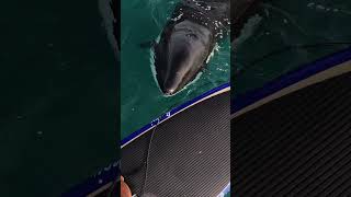 Unbelievable Orca Encounter 🎬 Justin Serville Shorts Wildlife [upl. by Zabrina426]