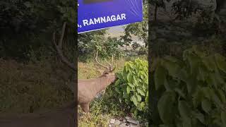 Barasingha Deer junglelife amazingvillagelife funny deer naturelife [upl. by Eneri709]