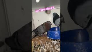 La 4 palomos colombicultura pigeon viralvideo [upl. by Anaeel879]