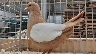 Dutch Highflyer fancy pigeon [upl. by Vaughn]