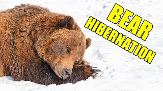 Bear Hibernation – Alaska Bear Hibernation Facts [upl. by Jemy885]