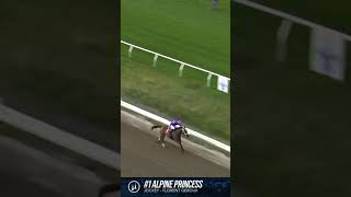 2023 Untapable Stakes at Fair Grounds [upl. by Arata]