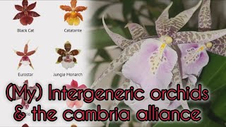 MY INTERGENERIC amp CAMBRIA ORCHIDS vIEWER REQUEST [upl. by Nedac]