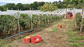 Manejo de Cultivos Fenología del Tomate [upl. by Trilbie]