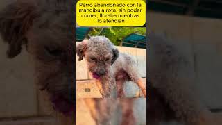 Perro abandonado con la mandíbula rota sin shorts emotionalstory realstory story pets stories [upl. by Gilboa]