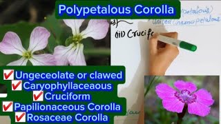 Polypetalous conditionUnguiculateCaryophyllaceaousCruciformRosacaousPapilionaceous Corolla [upl. by Haeli]