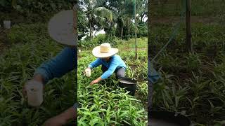 NAGLAGAY NG PATABA SA TANIM NA KANGKONG🌱 magsasaka buhaypagsasaka buhayprobinsya [upl. by Selena]