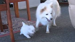 Japanese Spitz Puppies playing [upl. by Blalock]