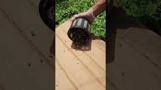 Ultimate Bug Trap amp Mosquito Killer  10 DAYS   mosquito bugs bugfreefire insecttrap [upl. by Wolram]