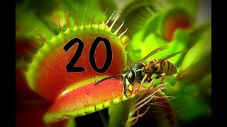 Top 20  Venus flytrap  Venusfliegenfalle [upl. by Anihpesoj]