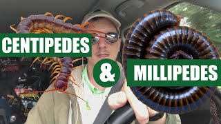 How To Get Rid Of Centipedes amp Millipedes  3 Easy Steps [upl. by Aneba]