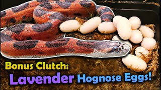 Double Clutch Feature Rat Snakes and Hognose Eggs [upl. by Hendren852]