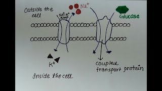 SECONDARY ACTIVE TRANSPORT  DIFFERENCE BETWEEN PRIMARY amp SECONDARY ACTIVE TRANSPORT [upl. by Sherline345]