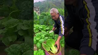 Fresh vegetable harvest rurallife gardening harvest vegetables plantingtips pastorallife [upl. by Adnalro]