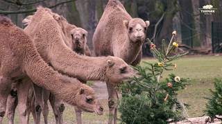 Leckereien für Dromedare im Tierpark Berlin  Tasty christmas trees for Dromedaries [upl. by Vevine]