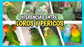 DIFERENCIA entre LORO y PERICO  Cómo distinguirlos ¿Es lo mismo [upl. by Ammamaria405]