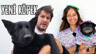 Yeni Köpeğimiz Değişik Joy [upl. by Hump435]