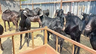 top quality usmanabadi pregnant goats for sale  DIWALI OFFER  one goat FREE [upl. by Towland]