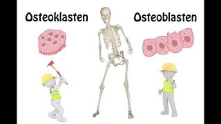 Osteoporose  So schützen Sie sich vor Knochenabbau  nicht nur im Alter und den Wechelsjahren [upl. by Trilbi]