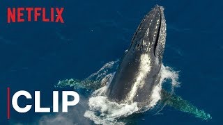 Our Planet  Humpback Whales  Clip  Netflix [upl. by Aurita414]