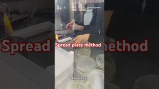 Spread plate method  peptone water  Antibiotic sensitivity test mltmbbsbiotechnologylab [upl. by Charlena]